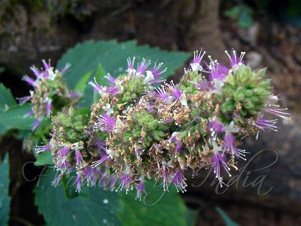 Bengal Shrub-Mint